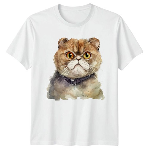 Grumpy exotic shorthair cat - exotic,
