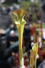 Sarracenia - 🔥🔥 Flava