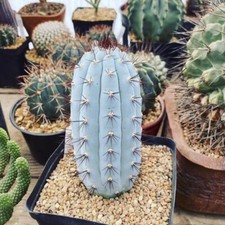 12cm succulent cactus - cactus, plant