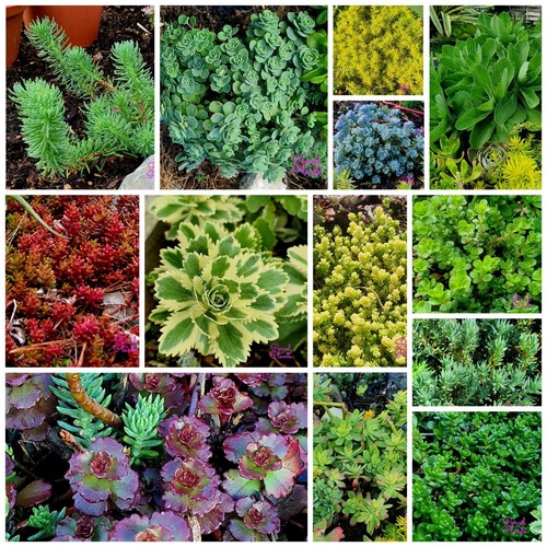 Hardy sedum unrooted cuttings - hardy,