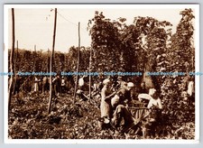 L350818 Hop Picking in Kent