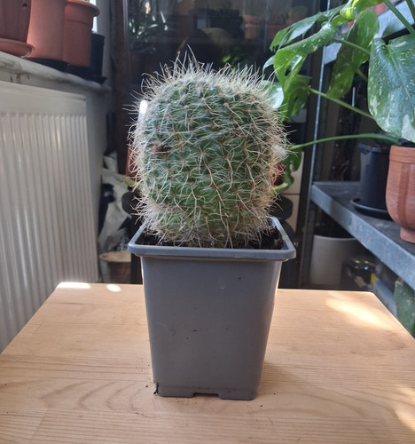Mammillaria cactus in - mammillaria,