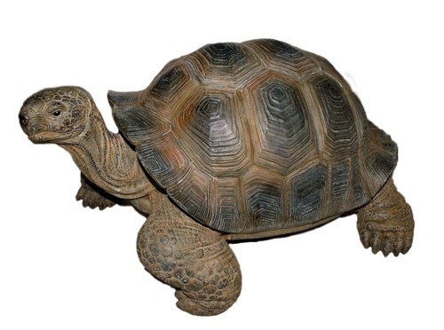 Giant tortoise lifelike - tortoise,