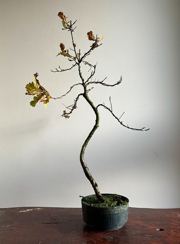 English oak tree - -, quercus