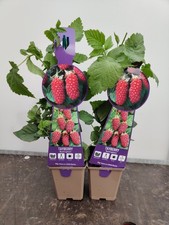 2x Soft Fruit Tayberry