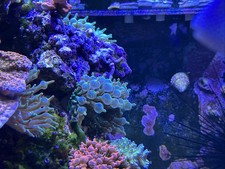 Fluorescent Green Bubble Tip