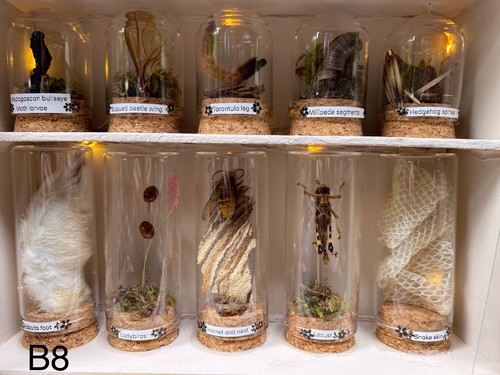 Oddity taxidermy case - taxidermy, case-