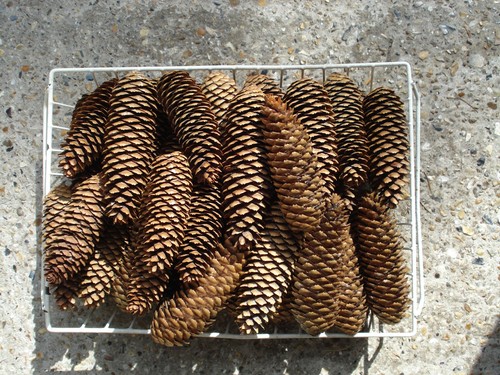 Fir cones box ideal - cones, 40