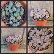 Various lithops- livings stones- mesembs-multi plants in a pot 8.5cm