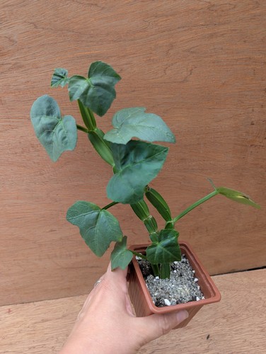 Rare cissus quadrangularis - rare,