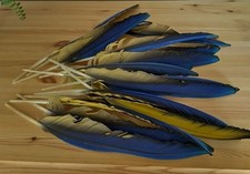 Blue gold macaw parrot wing - &,
