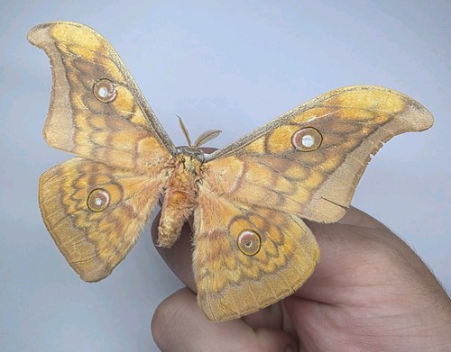 Antheraea frithi a2 - a-/a2, set