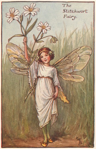 Stitchwort fairy cicely - stitchwort, by