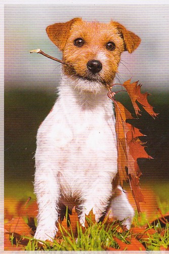 Jack russell terrier - *,