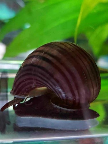 Medium purple - in),