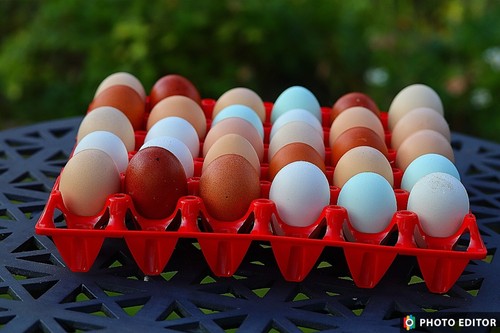 Plastic egg tray - egg, bec