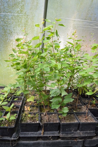 Apricot trees flavourcot - 2,