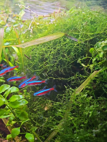 Java moss aquarium - moss, tank