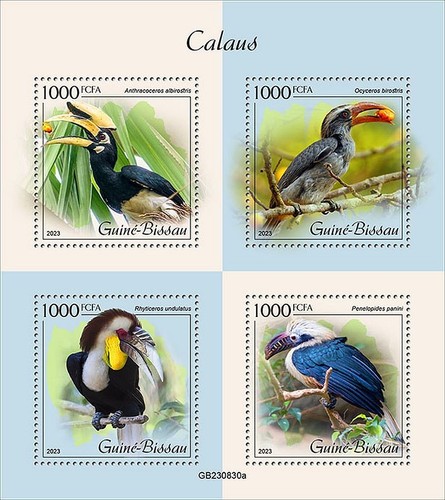 Hornbills birds hornbill - birds,