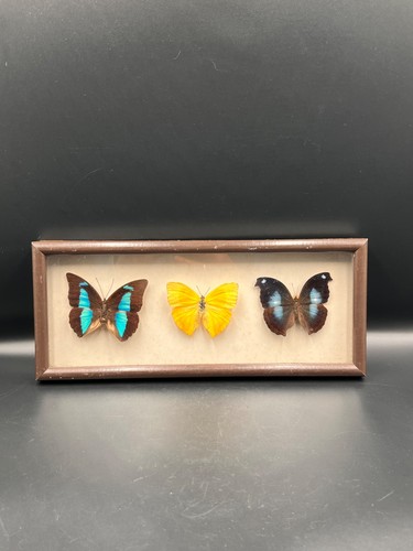 Vintage framed butterfly - vintage,