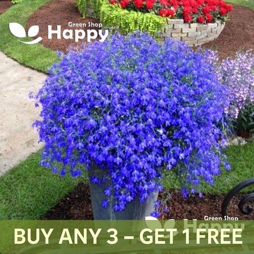 Trailing lobelia mid blue - lobelia,
