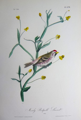 Audubon 1st octavo mealy - audubon, ed