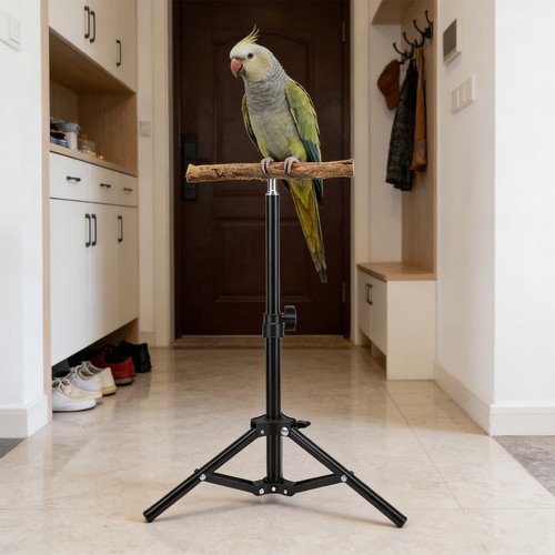 Multifunctional bird training - bird,