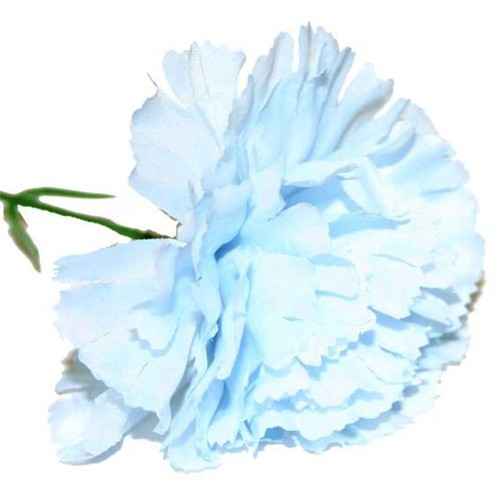 Baby blue single - baby, carnations