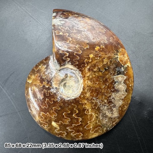 Large polished fossilised