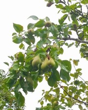 Scions conference pear - conference,