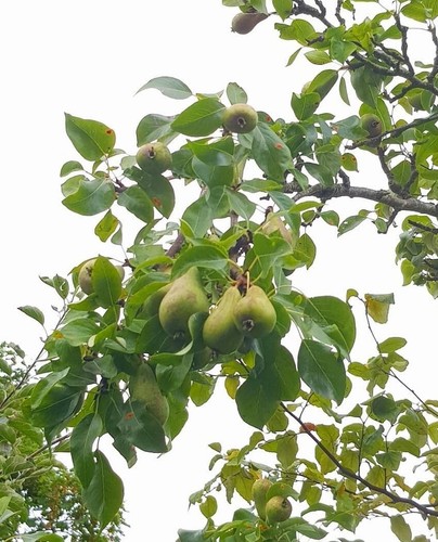 4ft conference pear tree 5ft - 4ft,
