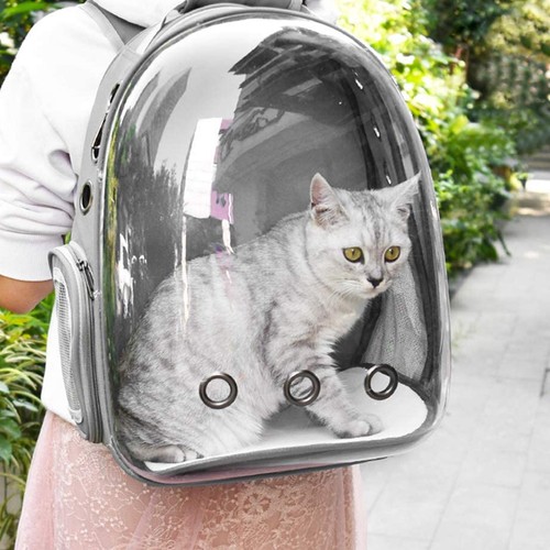 Astronaut dog cat - dog,