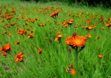 Fox & Cubs - Devil's