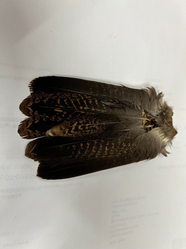 Grouse speckled tail full