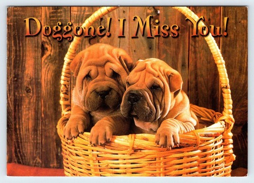 Cute shar pei - puppies, vintage