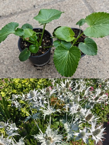 Eryngium giganteum miss - eryngium, 'miss