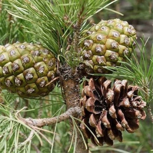 Pinus pinea italian - pinus,