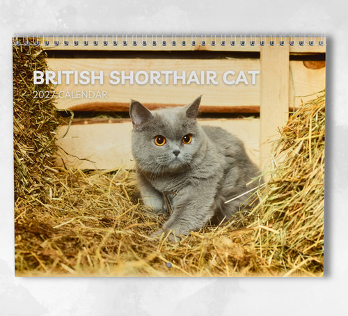 British shorthair cat calendar - british,