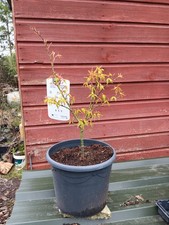 Acer palmatum  Mikawa