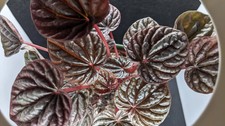 Peperomia Red Ripple – Rooted Cutting  Easy Indoor Houseplant 