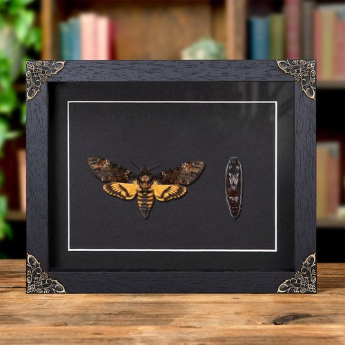 Pupae death head - pupae, &