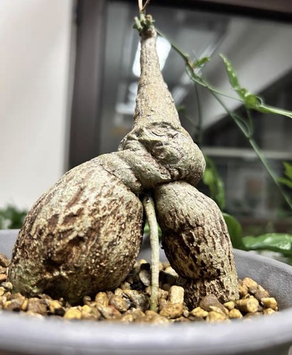 9cm live house plant adenia - live,