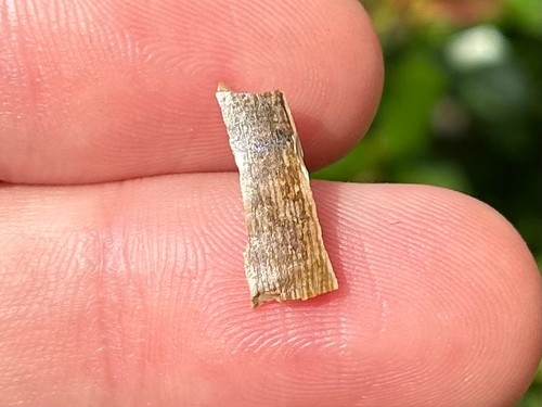 Rex tooth fragment fossil - tooth,