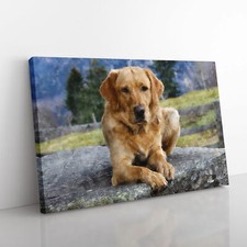 Golden Labrador Dog Vol.2