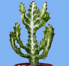 Euphorbia Lactea