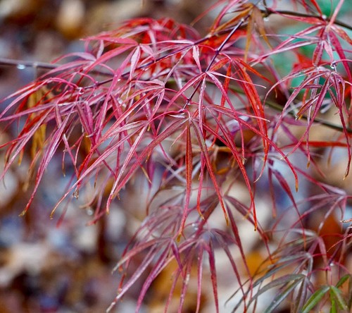 Acer palmatum koto ito - acer,