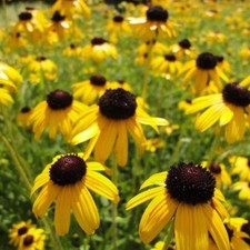 RUDBECKIA fulgida 'Viette's
