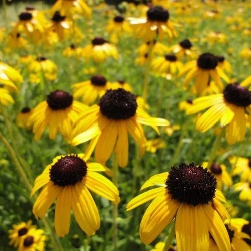 Rudbeckia fulgida viette - fulgida, 'viette's