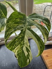 Monstera Albo top cutting
