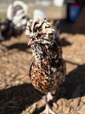 10++ Tolbunt Polish Chicken